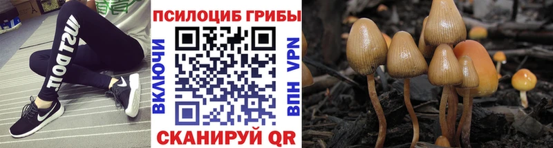 блэк спрут ТОР  Гдов  Псилоцибиновые грибы GOLDEN TEACHER 